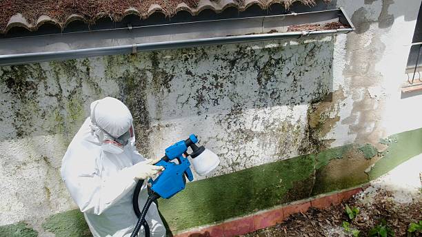 Trusted Mold Removal service in Paris, VA - Cheap Mold Removal